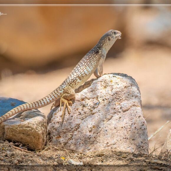 Joshua Tree's Beauty!  - Picture 7 of 16